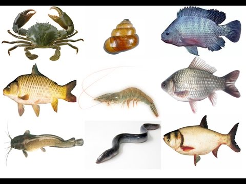 Bệnh gout ăn được những loại cá nào