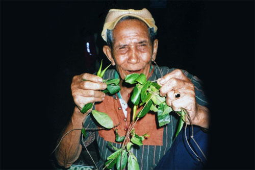 Vua Voi Ama Kông là người đã tìm ra thảo dược Tơm trơng – Bảo bối trong các bài thuốc quý của đồng bào Tây Nguyên